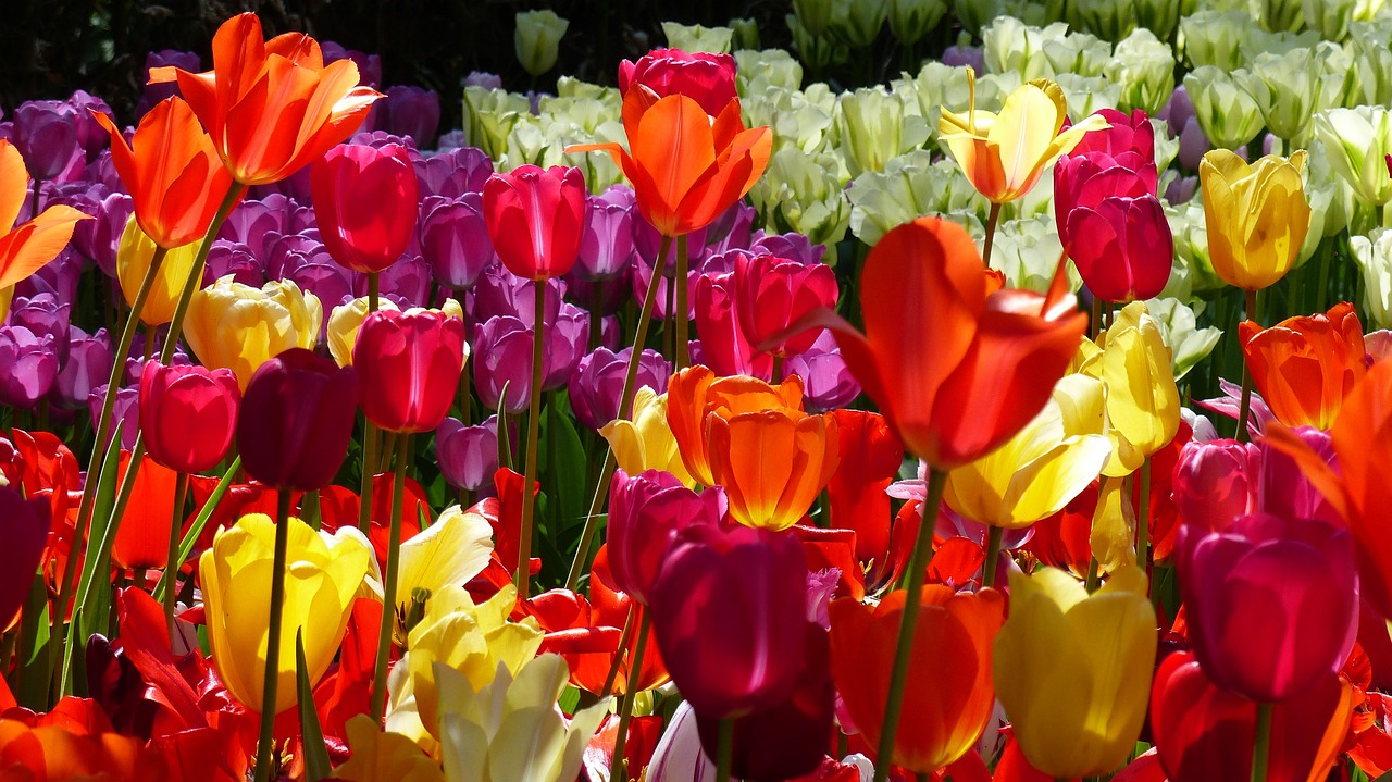 tulip, flower, garden
