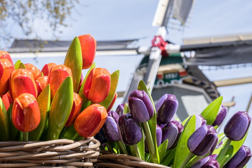 tulips, flowers, basket