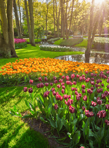 Keukenhof flowers amsterdam lisse tulips netherlands